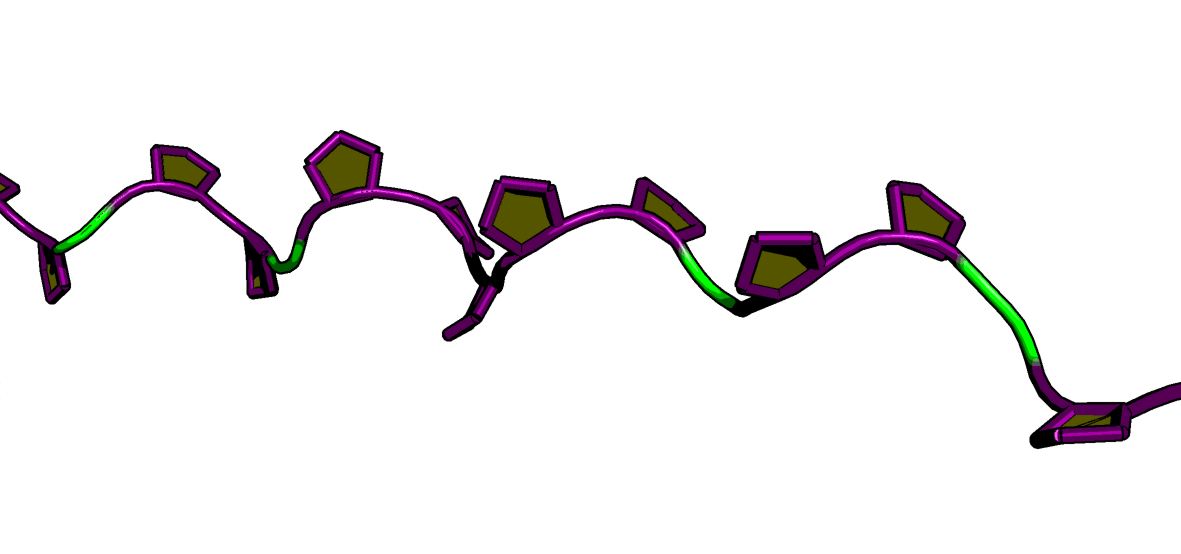 Proline Rich Regions