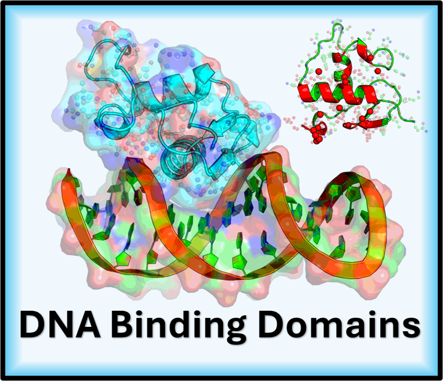 DNA Binding Domains