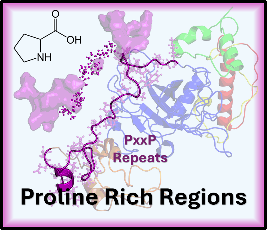 Proline Rich Regions