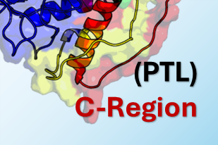 Proline Rich Regions
