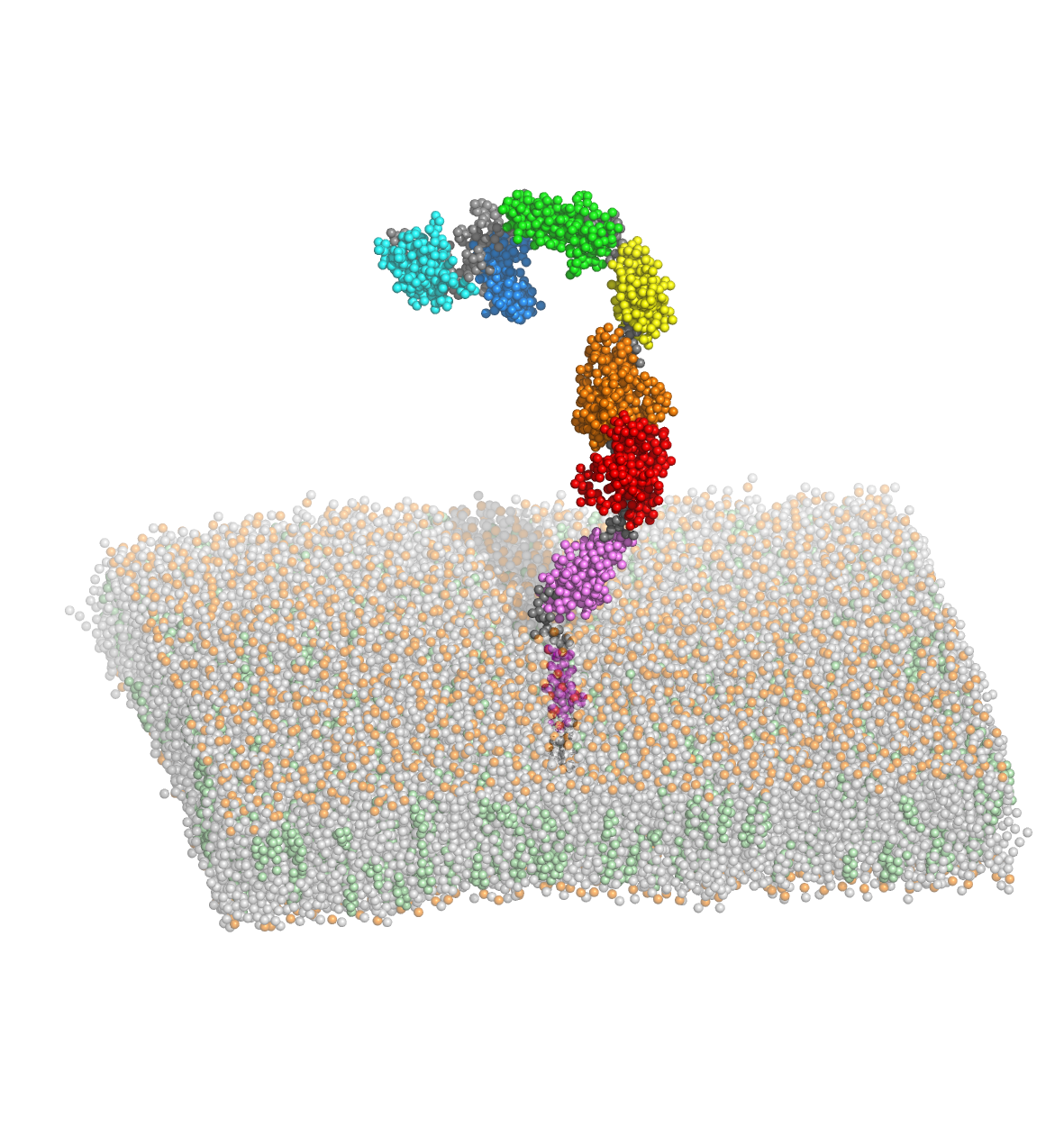 Molecular visualization of the VEGFR2 extracellular domain and a lipid bilayer
